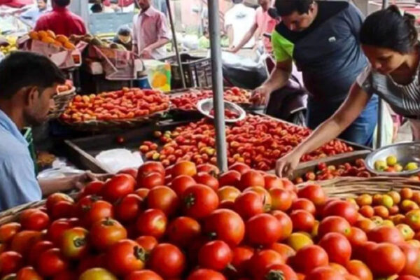 अचानक  सस्ता हुआ टमाटर, जानें कीमत में क्यों आई 50 रुपये की गिरावट